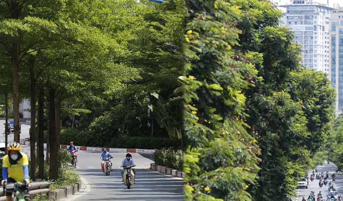 Hà Nội: Đường phố đổi thay sau 5 năm thực hiện dự án trồng mới 1 triệu cây xanh