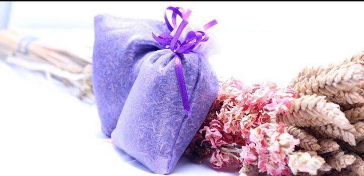 Hoa lavender 