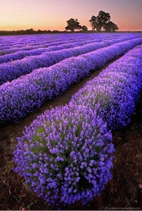 Hoa lavender 