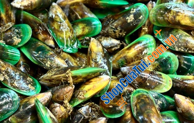 Thuốc bổ xương khớp vẹm xanh New Zealand GO MUSSEL 19,000mg Green Lipped Mussel 180 viên