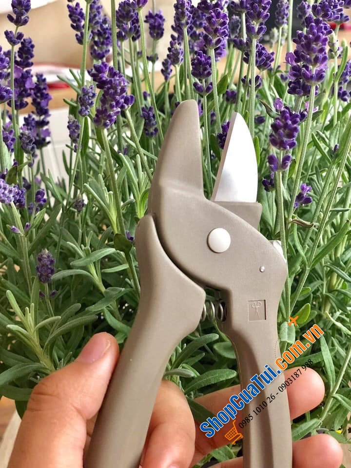 KÉO CẮT HOA - TỈA CÀNH HOA CHUYÊN NGHIỆP PAUL 1886 - MADE IN GERMANY