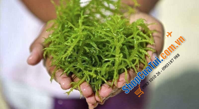 TẢO XOẮN SPIRULINA_HÀNG NỘI ĐỊA NHẬT BẢN
