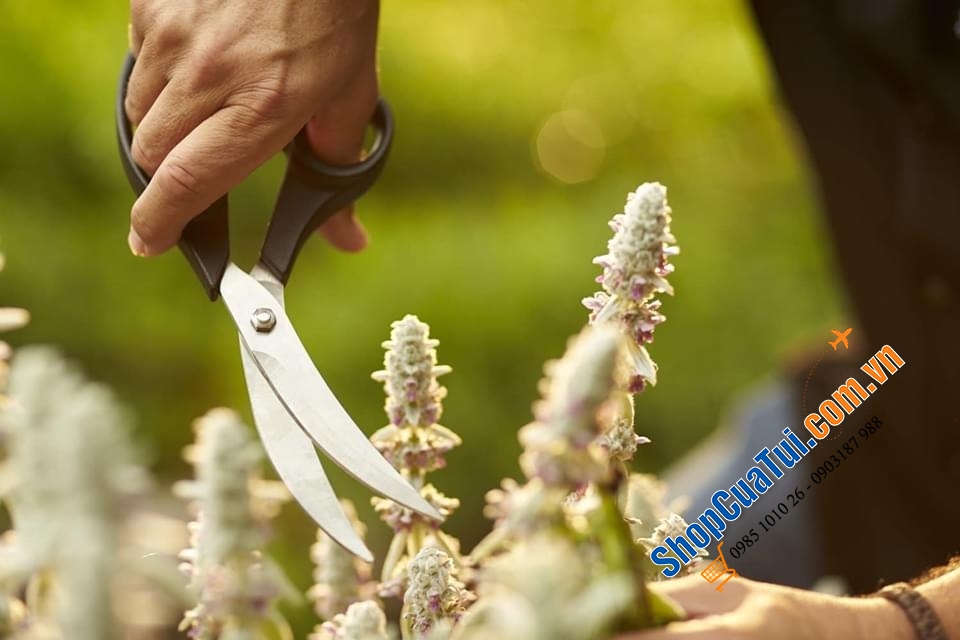 KÉO CẮT GÀ RÖSLE CỦA ĐỨC.