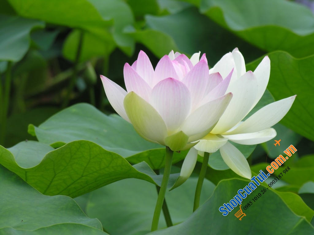 XỊT THƠM TÓC VÀ BODY RITUALS - MÙI SEN TRẮNG.