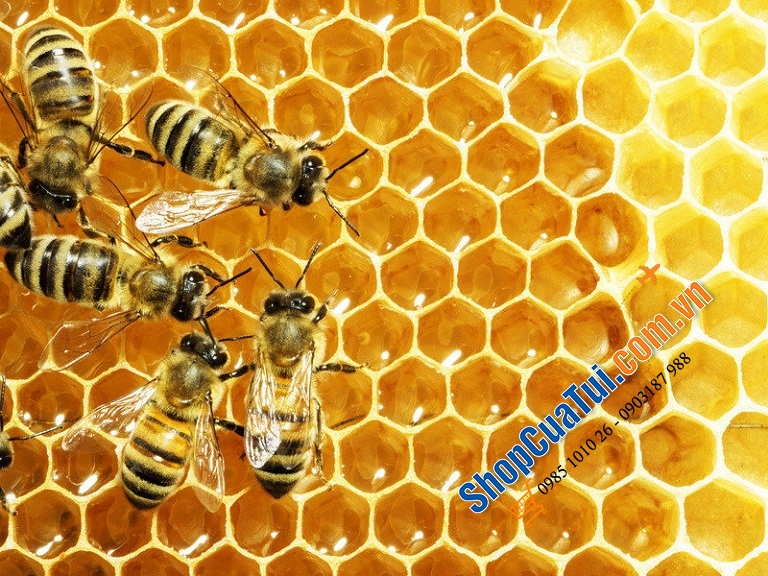 Mật ong Manuka Health New Zealand Manuka Honey MGO 250+ 500g – Thần dược kháng khuẩn