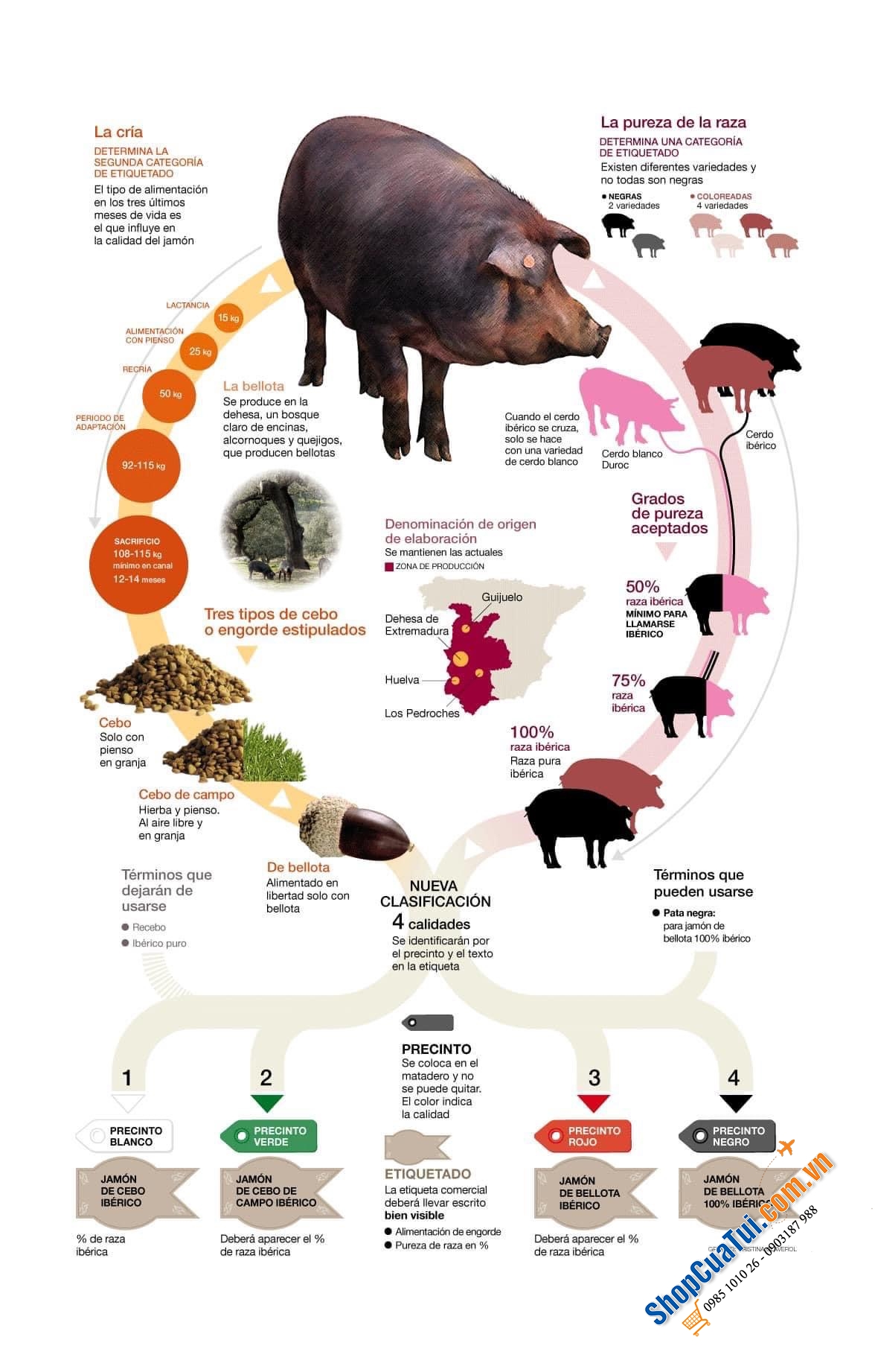 CÁCH PHÂN BIỆT JAMON VÀ CÁCH CHỌN ĐÙI HEO MUỐI IBERICO ĐÚNG CHUẨN ĐẠO LUẬT HOÀNG GIA TÂY BAN NHA