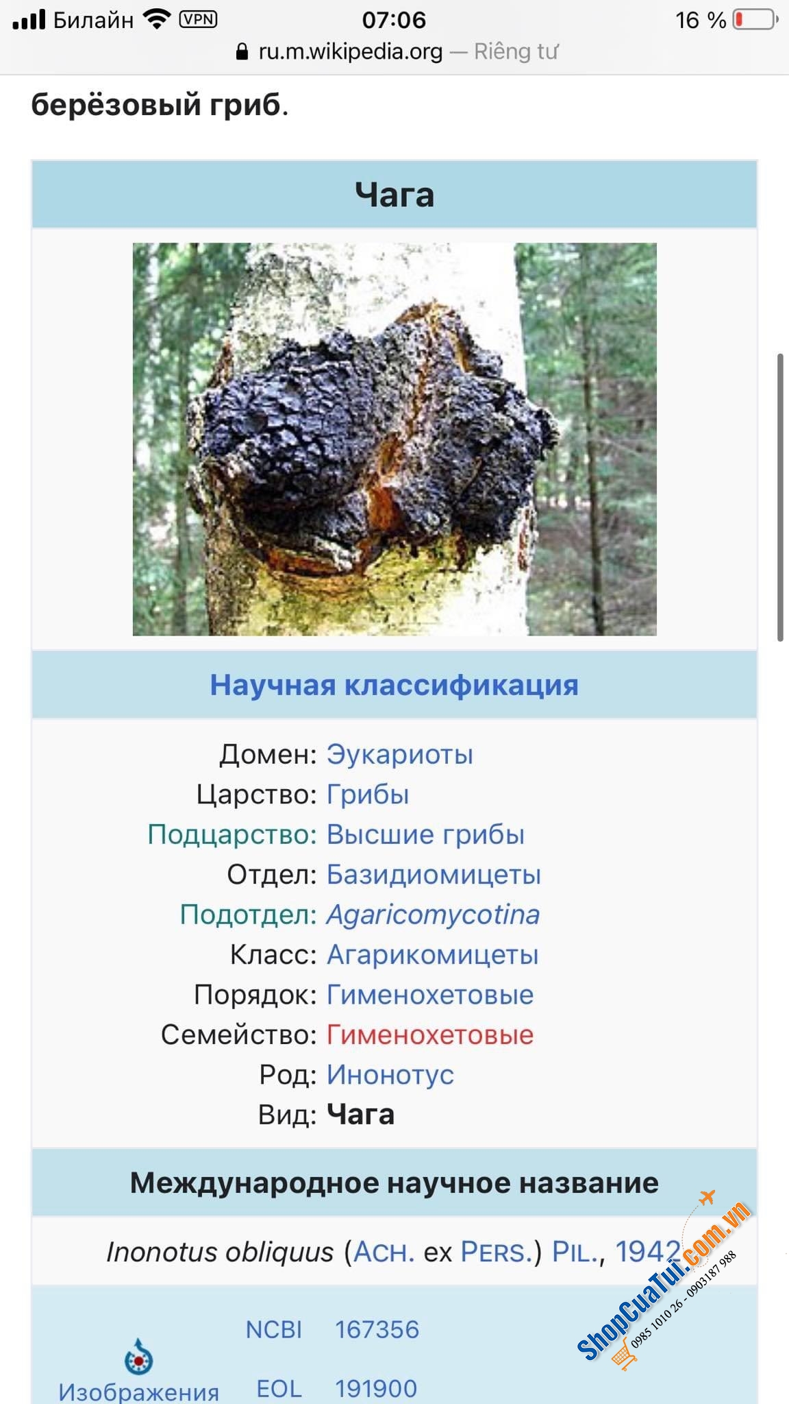 Nấm bạch dương Chaga của Nga 1kg - NẤM CHAGA TRỊ TIỂU ĐƯỜNG – CAO HUYẾT ÁP – NGỪA UNG THƯ – CHỐNG LÃO HÓA- TĂNG SỨC ĐỀ KHÁNG