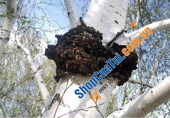 Nấm bạch dương Chaga của Nga 1kg - NẤM CHAGA TRỊ TIỂU ĐƯỜNG – CAO HUYẾT ÁP – NGỪA UNG THƯ – CHỐNG LÃO HÓA- TĂNG SỨC ĐỀ KHÁNG