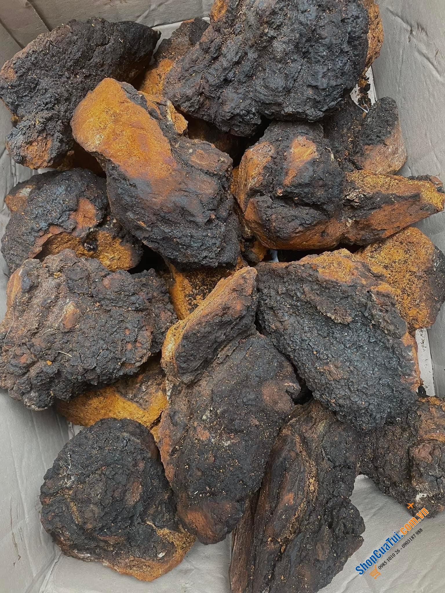 Nấm bạch dương Chaga của Nga 1kg - NẤM CHAGA TRỊ TIỂU ĐƯỜNG – CAO HUYẾT ÁP – NGỪA UNG THƯ – CHỐNG LÃO HÓA- TĂNG SỨC ĐỀ KHÁNG