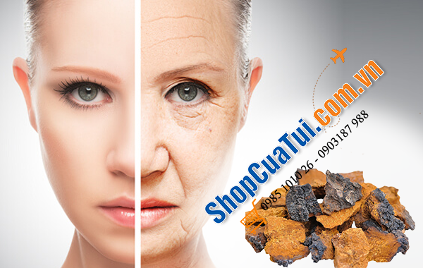 Nấm bạch dương Chaga của Nga 1kg - NẤM CHAGA TRỊ TIỂU ĐƯỜNG – CAO HUYẾT ÁP – NGỪA UNG THƯ – CHỐNG LÃO HÓA- TĂNG SỨC ĐỀ KHÁNG