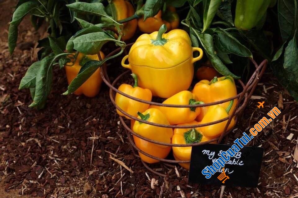 SET ĐÔI ÂU ỚT ĐỎ - VÀNG STAUB ĐỰNG BÁNH KẸO - HẠT - ĐỒ ĂN STAUB.