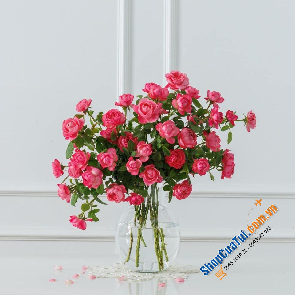 Chiếc lọ hoa phale Bohemia size 22cm - Made in EU - miệng cao tròn với style cổ điển, sang trọng mà đơn giản, nhẹ nhàng