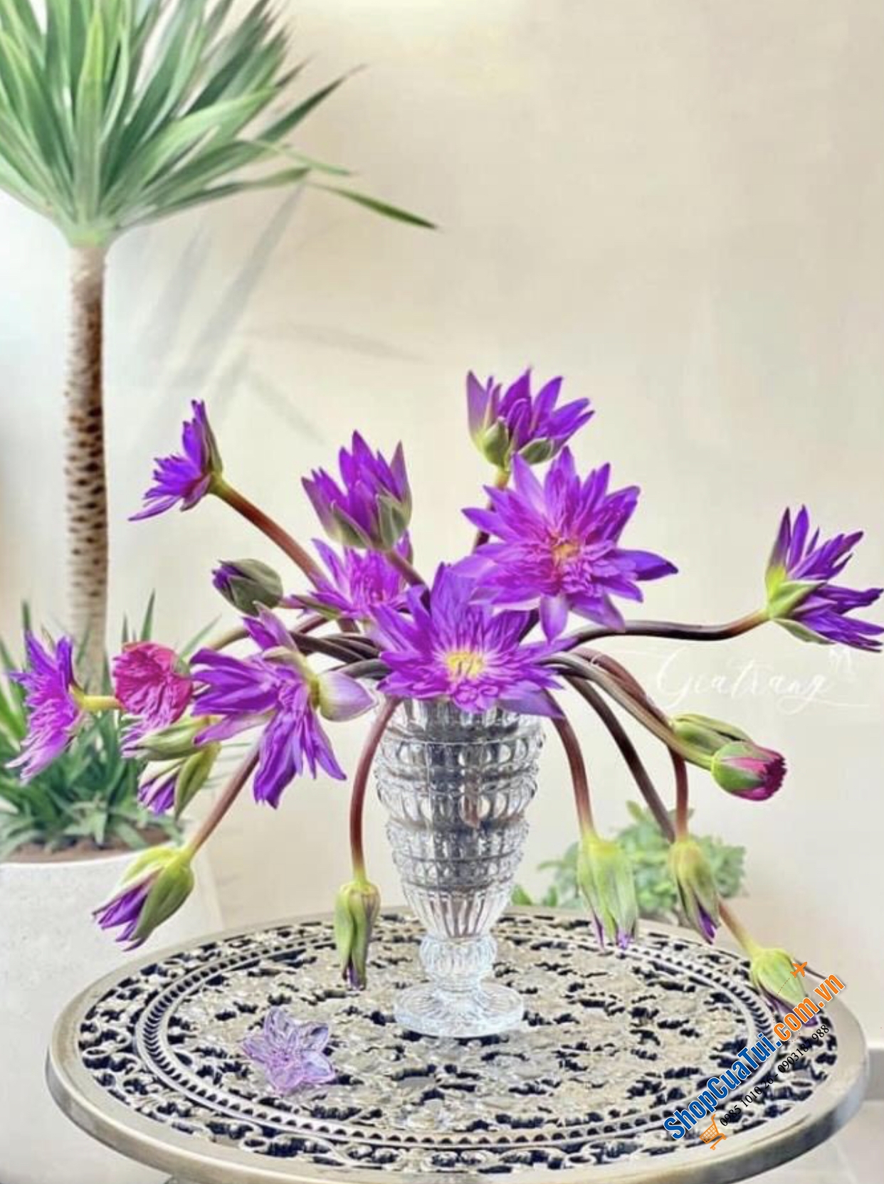 Lọ hoa cúp Glass Vase size 24.5cm hoặc 30cm