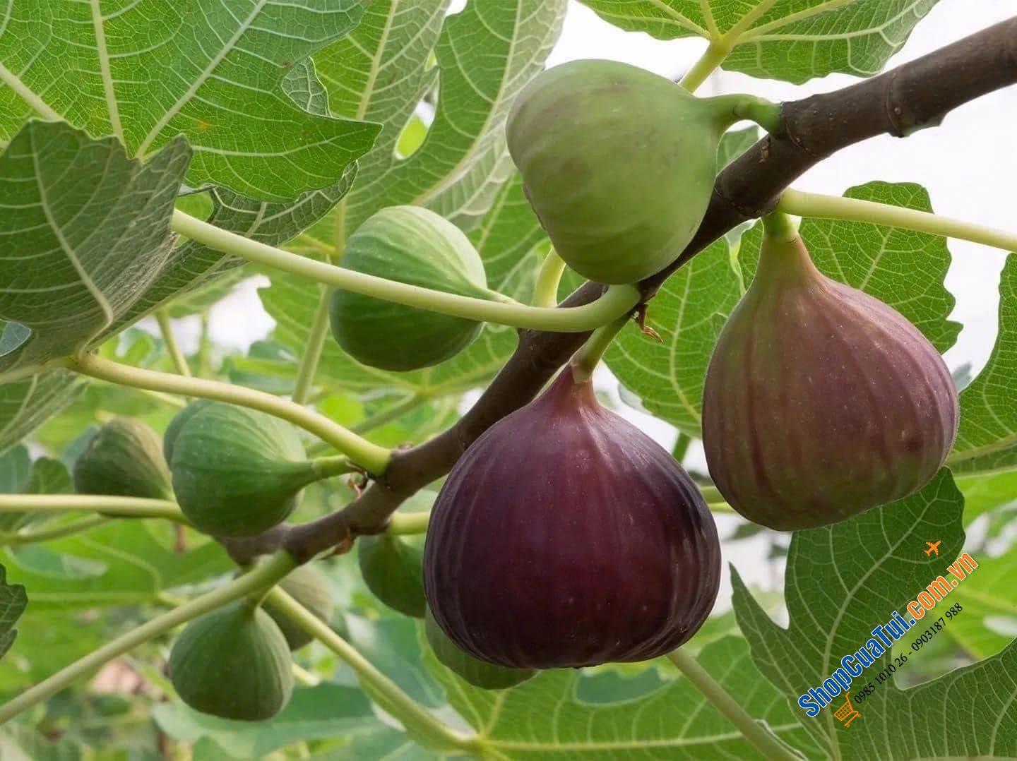 SUNG SẤY KHÔ HỮU CƠ TÚI TO 1,13kg Smyrna Figs - Product of Turkey.