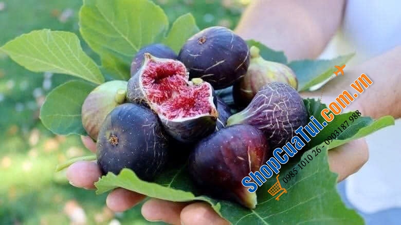 SUNG SẤY KHÔ HỮU CƠ TÚI TO 1,13kg Smyrna Figs - Product of Turkey.